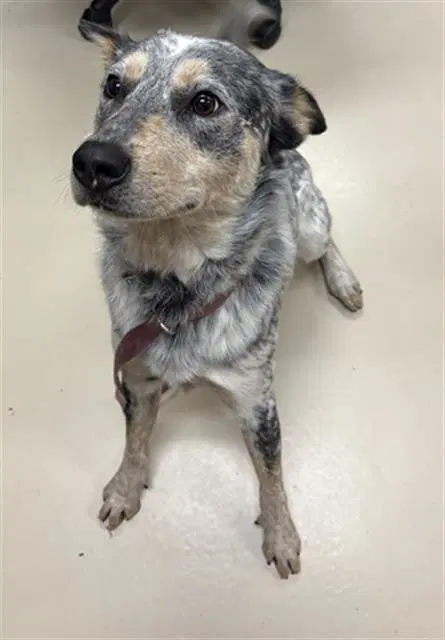 Coyote - Australian Cattle Dog/Blue Heeler