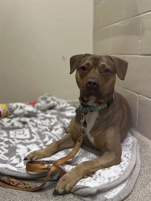 Rocco - Pit Bull Terrier