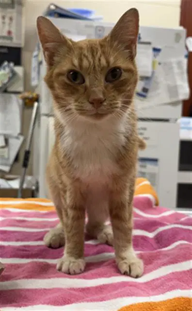 Maeve - Domestic Short Hair