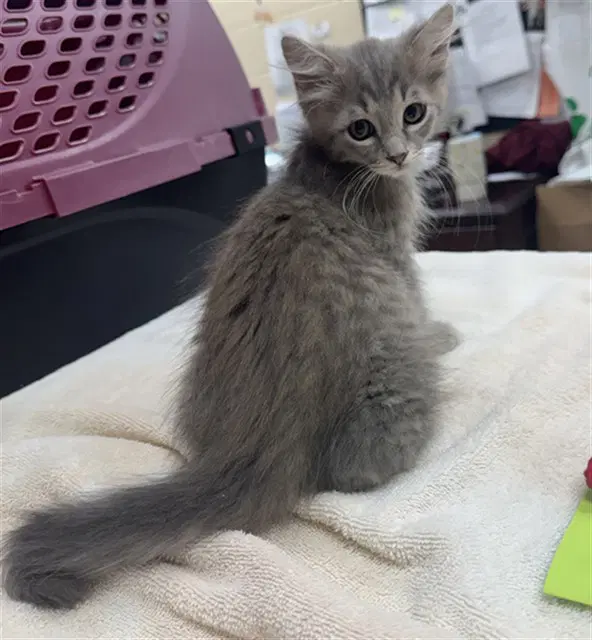 Piston - Domestic Medium Hair