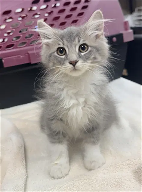 Chevy - Domestic Medium Hair