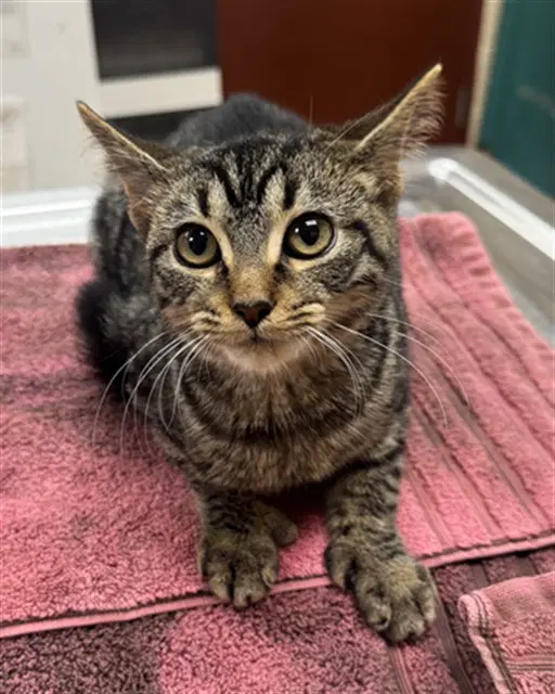 Velvet - Domestic Short Hair