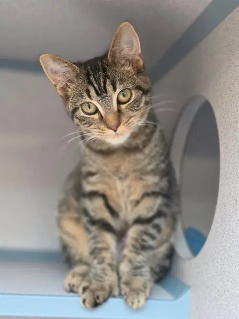 Velvet - Domestic Short Hair