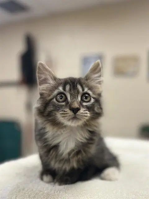 Snazzy - Domestic Medium Hair
