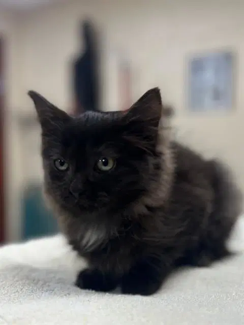 Shimmy - Domestic Medium Hair