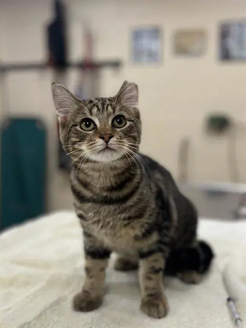 Jj - Domestic Short Hair