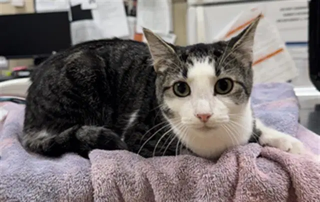 Thresher - Domestic Short Hair