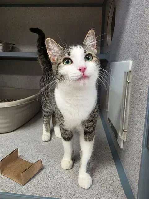 Thresher - Domestic Short Hair