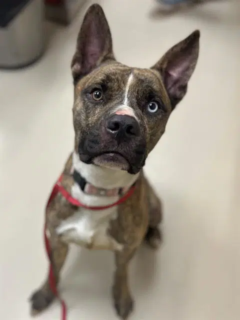 Tagalong - Pit Bull Terrier