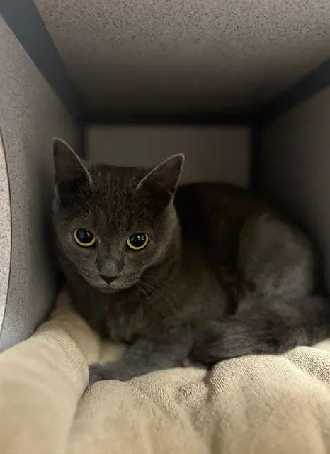 Ribbon - Domestic Short Hair