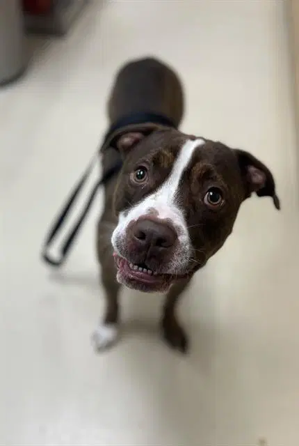 Barley - Pit Bull Terrier