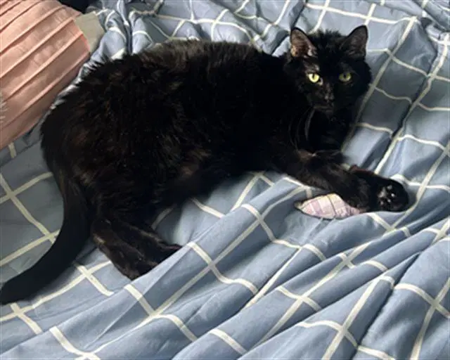 Crimson - Domestic Short Hair