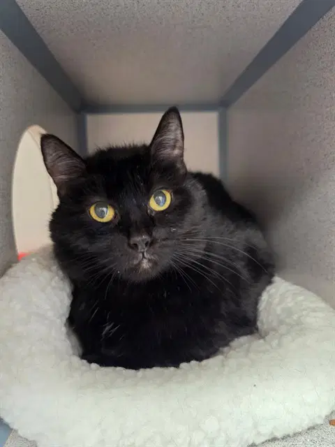 Crimson - Domestic Short Hair