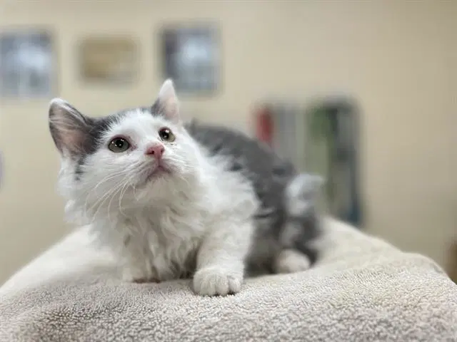 Prince - Domestic Medium Hair