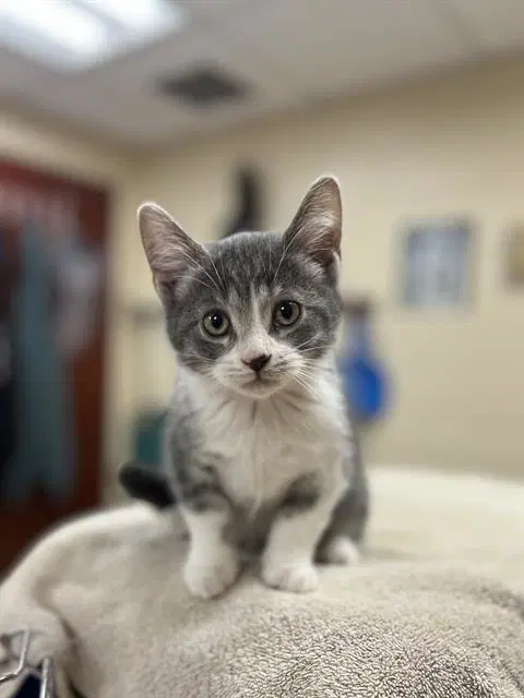 Beemo - Domestic Short Hair