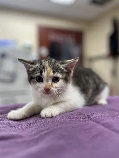 Anita - Domestic Short Hair