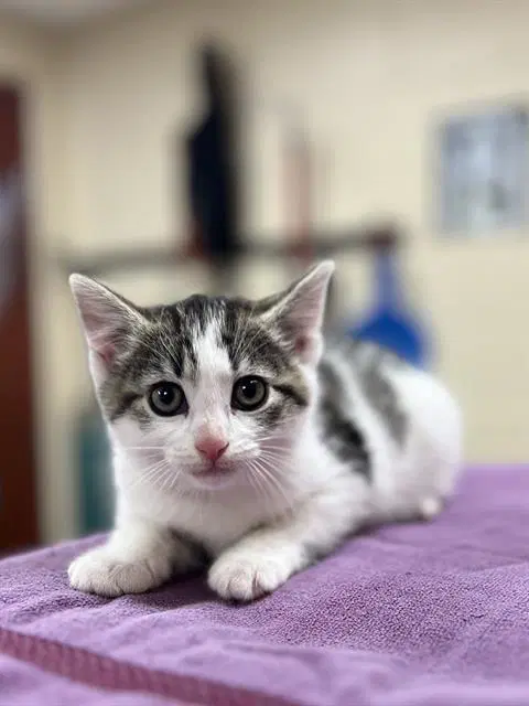 Arabella - Domestic Short Hair