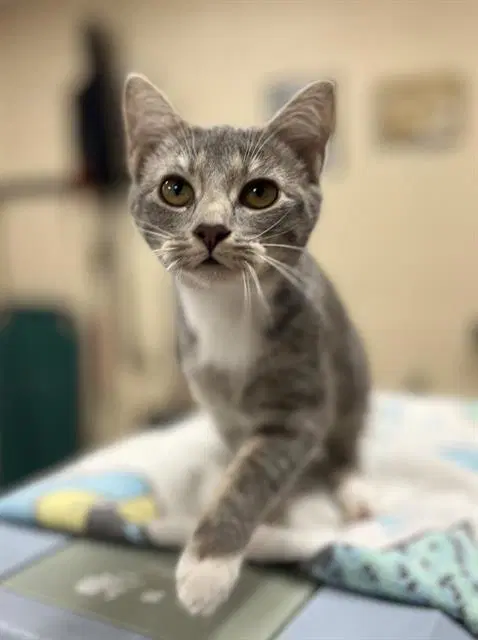 Rose - Domestic Short Hair