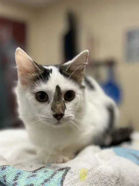 Penny - Domestic Short Hair