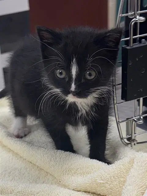 Lily - Domestic Short Hair