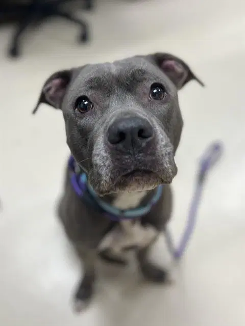 Pearl - Pit Bull Terrier