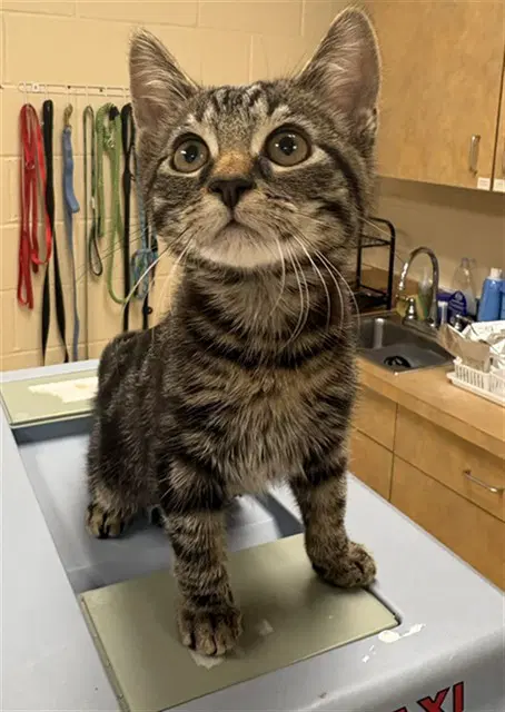 Curly - Domestic Short Hair