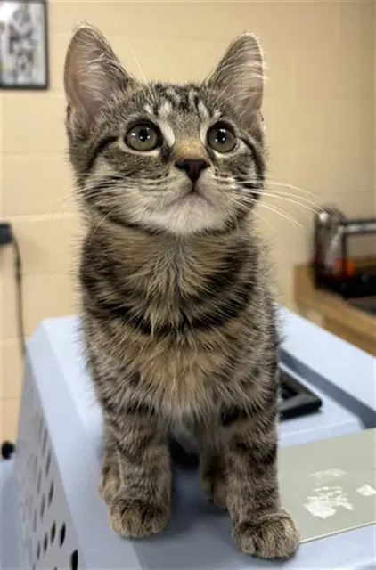 Larry - Domestic Short Hair