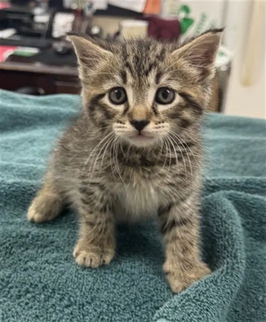 Aki - Domestic Short Hair