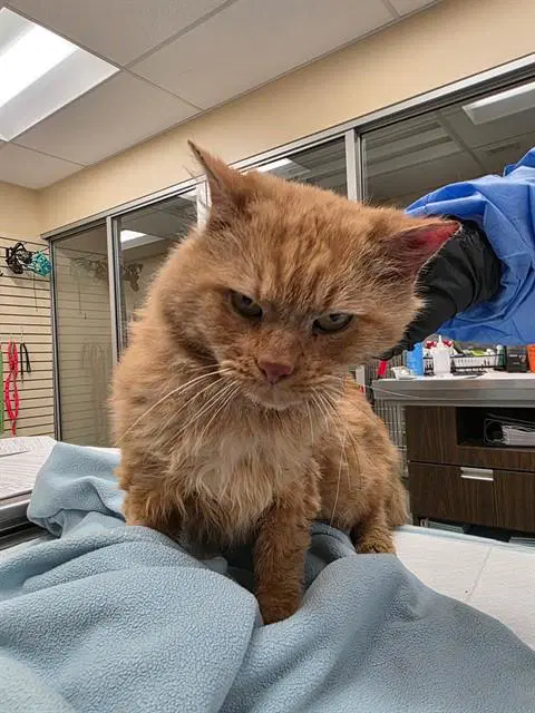 Dagwood - Domestic Long Hair