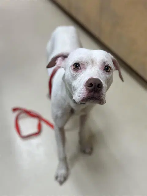 Zero - Pit Bull Terrier