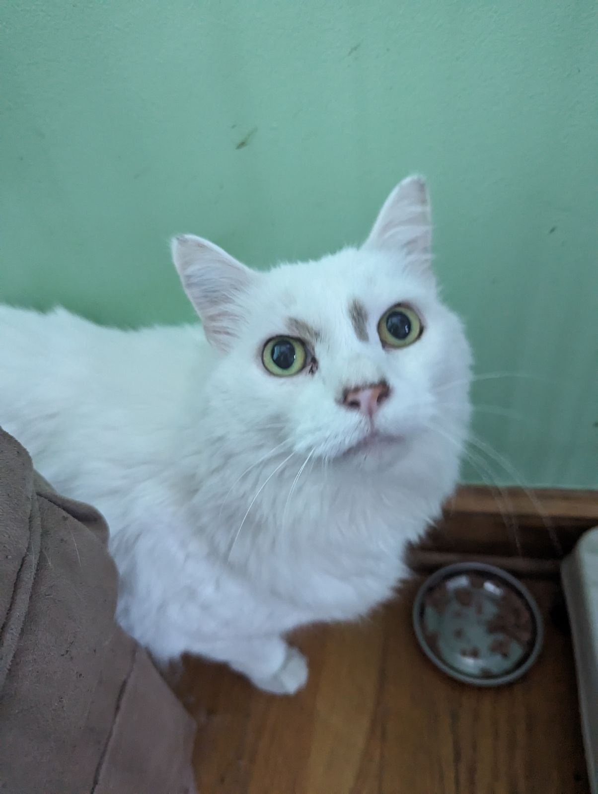adoptable Cat in Johnson City, TN named Olaf