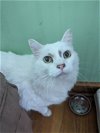 adoptable Cat in johnson city, TN named Olaf