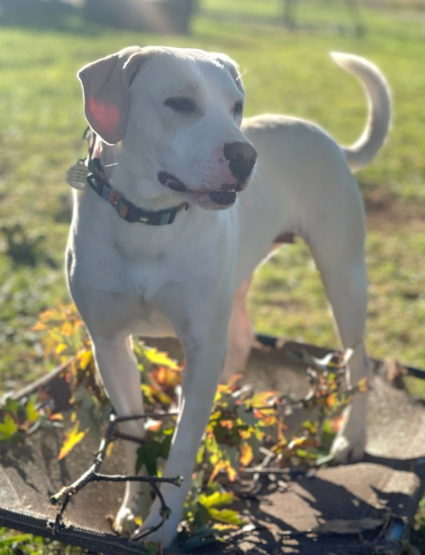 Dog for Adoption Brie, a Labrador Retriever in Jonesville, VA Alpha Paw