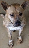 adoptable Dog in johnson city, TN named Meg