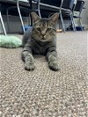 adoptable Cat in , TN named Skeeter