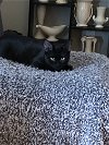 adoptable Cat in johnson city, TN named Darius