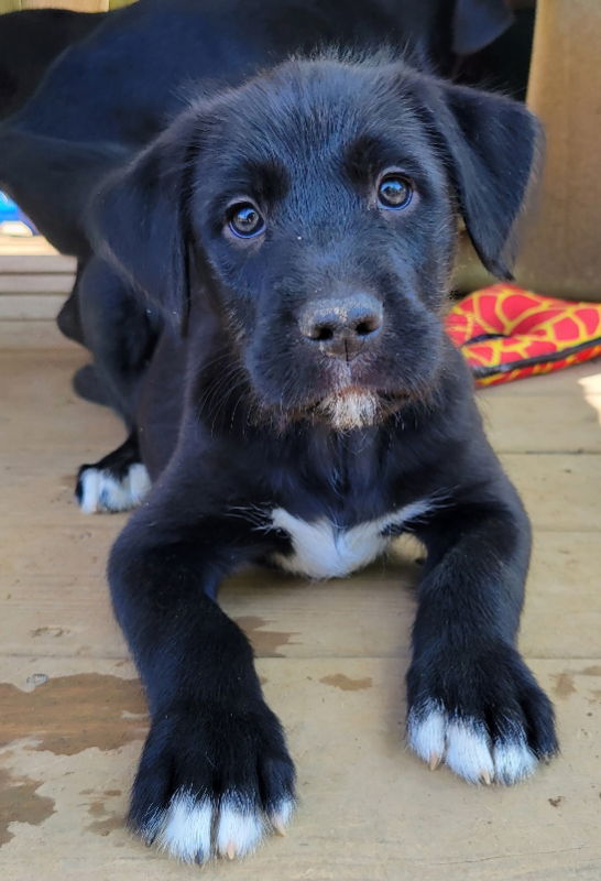 Dog for Adoption - Adelaide, a Labrador Retriever in Carter County, TN ...