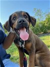 adoptable Dog in , TN named Moose