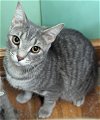 adoptable Cat in johnson city, TN named Amelia