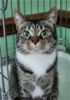 adoptable Cat in johnson city, TN named Molly