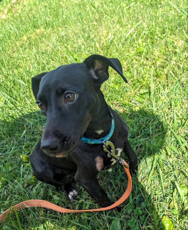 Dog adoption in Johnson City, TN 37601: Dachshund / Terrier / Mixed ...