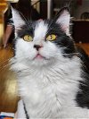 adoptable Cat in johnson city, TN named MK