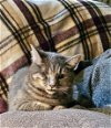 adoptable Cat in johnson city, TN named Bug