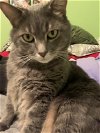 adoptable Cat in johnson city, TN named Buddy