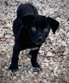 adoptable Dog in , TN named Shade