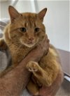 adoptable Cat in johnson city, TN named MacGyver