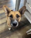 adoptable Dog in johnson city, TN named Ripley