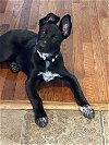 adoptable Dog in johnson city, TN named Emmy