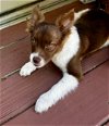 adoptable Dog in johnson city, TN named Paris