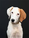 adoptable Dog in  named Anderson